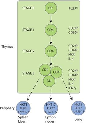 The Role of Adaptor Proteins in the Biology of Natural Killer T (NKT) Cells